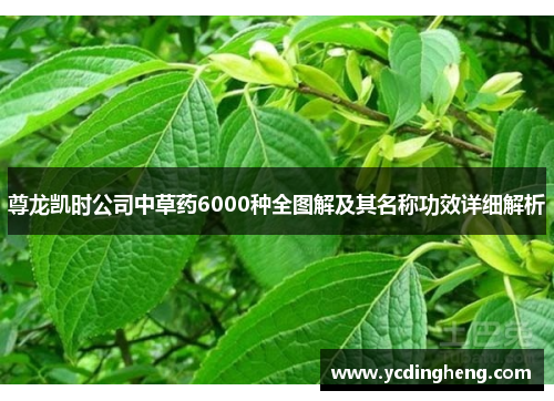 尊龙凯时公司中草药6000种全图解及其名称功效详细解析