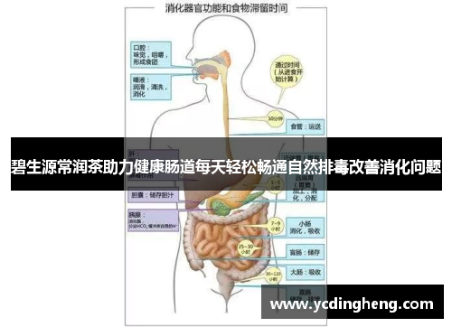 碧生源常润茶助力健康肠道每天轻松畅通自然排毒改善消化问题